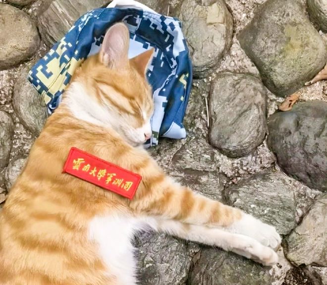 校园拍戏闯祸！剧组撞死团宠橘猫处理态度引怒